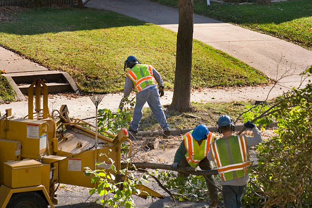 Best Large Tree Removal  in East Brewton, AL